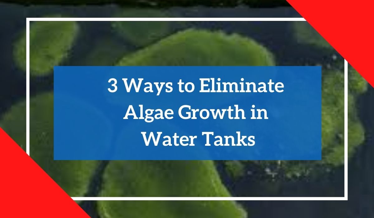 Top 3 Ways to Eliminate Algae Growth in Water Tanks